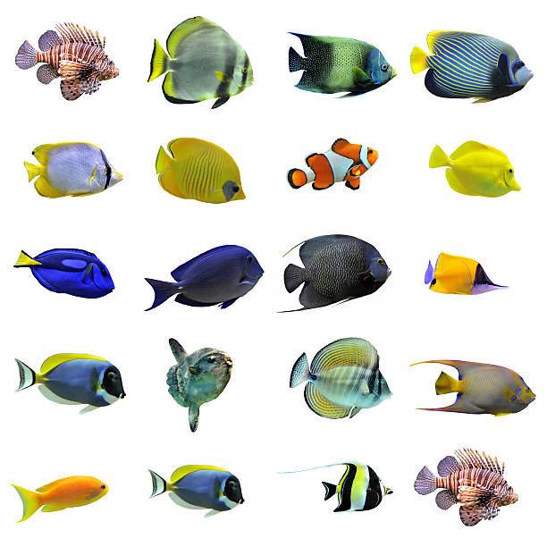 그룹 어류 - tropical fish saltwater fish butterflyfish fish 뉴스 사진 이미지
