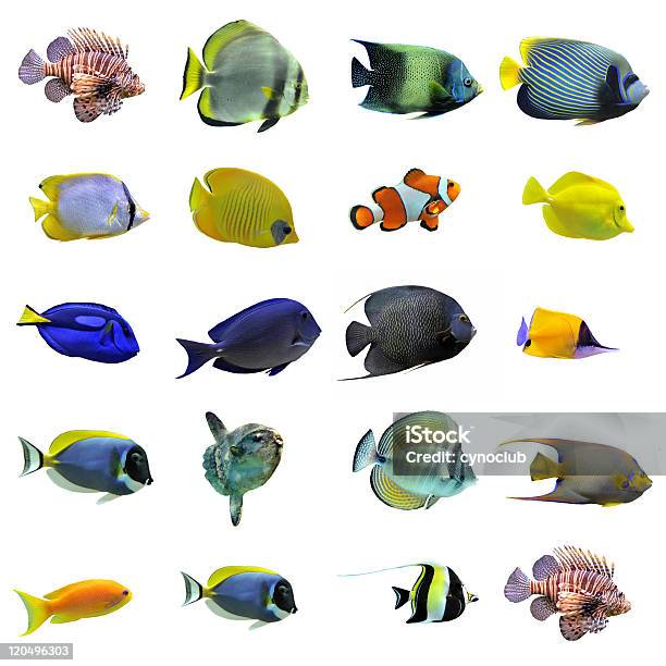 그룹 어류 열대어에 대한 스톡 사진 및 기타 이미지 - 열대어, 물고기, 흰색 배경