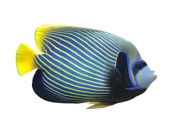 Emperor Angelfish  angelfish photos stock pictures, royalty-free photos & images