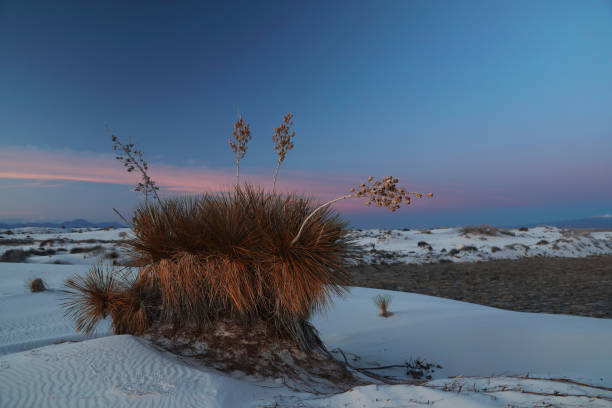 istock White Sands National Monument New Mexico USA 1204963842