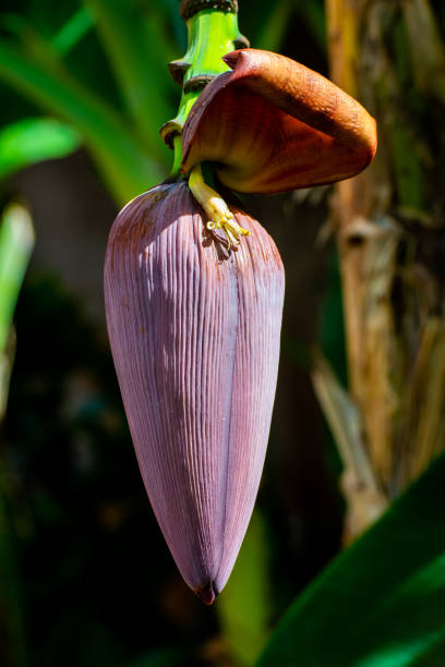 The flower pod of a banana tree on a tropical island