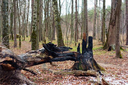 charred tree stump after lightning hit it. fallen tree with a charred edge. forest landscape with a tree burned by lightning