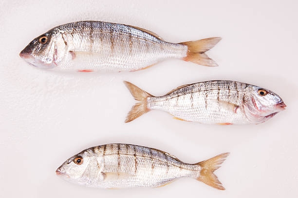 Sea fish