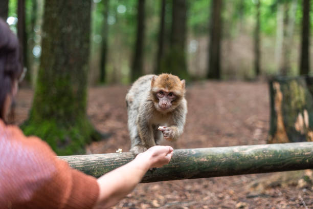 istock monkey taking food from human hand woman feeding monkey forest germany 1204968060