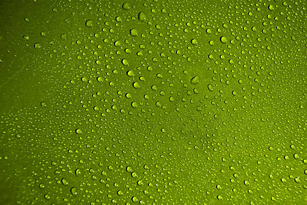 istock Crystal clear water drops over green background 120496900