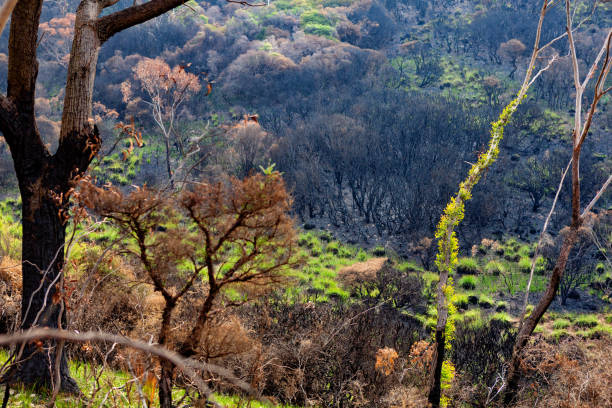istock Trees with new growth after bush fires in Australia 1204970605