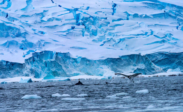 istock Humpback Whales Blue Iceberg Water Charlotte Harbor Antarctica 1204971464