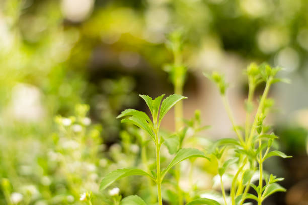 istock Stevia trees and Stevia flowers 1204974809