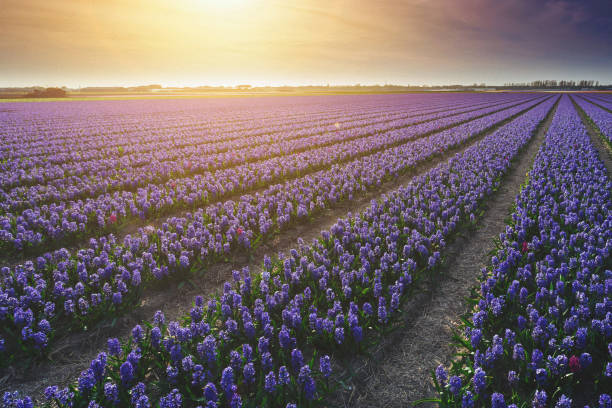 istock Hyacint field in the Netherlands 1204975381