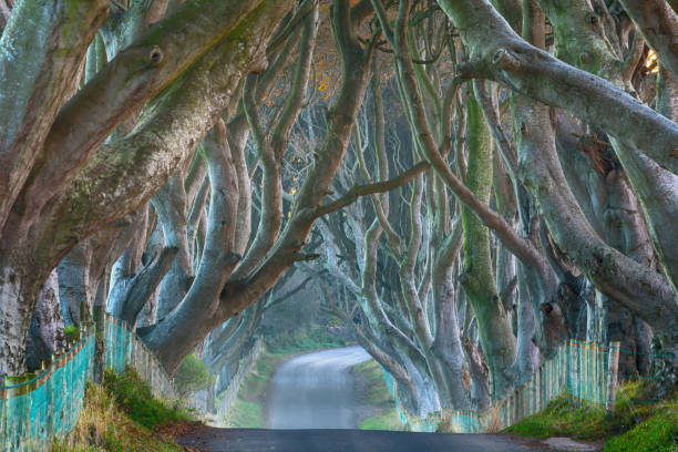 istock Dark Hedges in County Antrim, Northern Ireland 1204975606