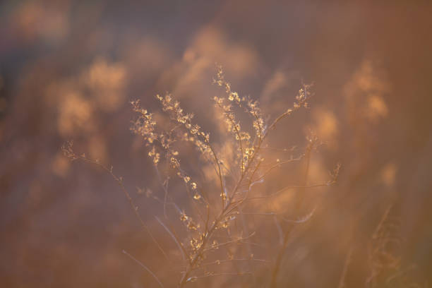 istock Vacant land in the morning 1204975608