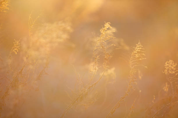 istock Vacant land in the morning 1204975619