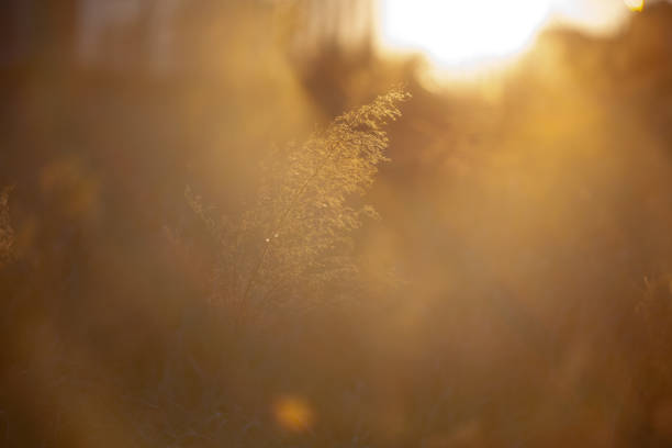 istock Vacant land in the morning 1204975621