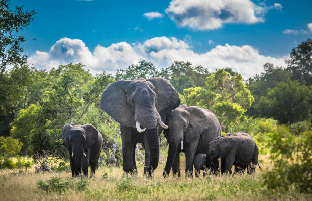 familia de elefantes en el parque nacional kruger, sudáfrica. - south africa addo animal elephant fotografías e imágenes de stock
