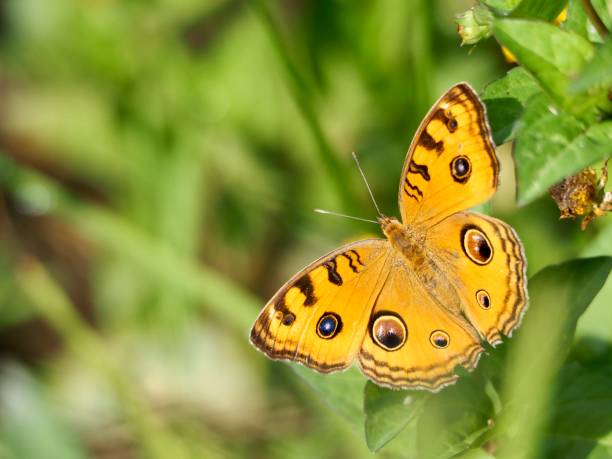 istock Butterfly in Bali 1204977739