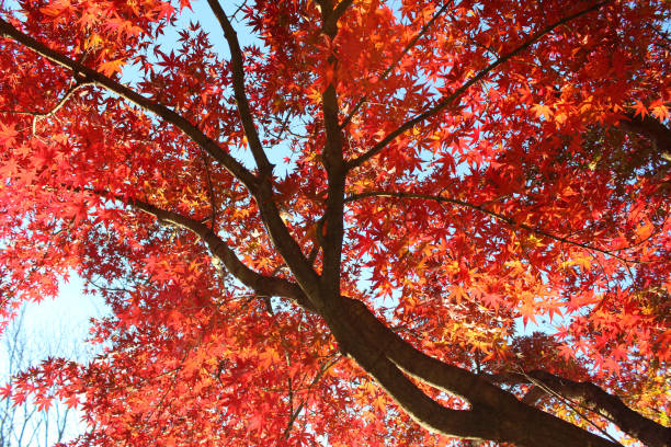 istock Japanese maple in colorful autumn leaves. 1204978602