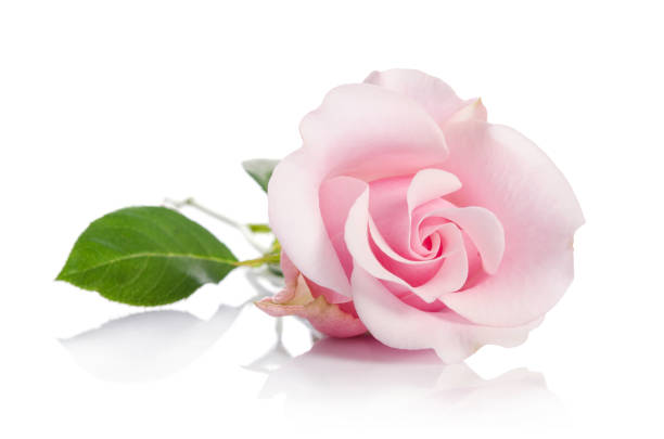 single pink rose isolated on white background stock photo