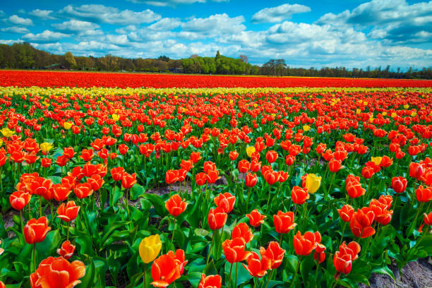 istock Agricultural spring landscape with fresh colorful tulip fields in Netherlands 1204980570