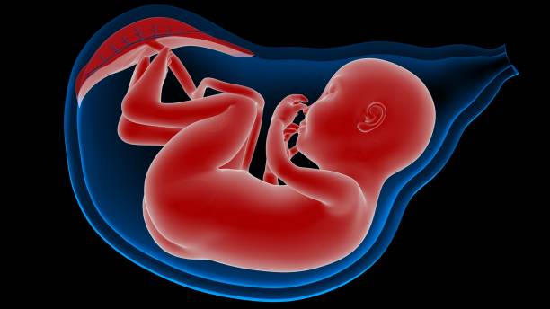 istock Fetus in Womb Anatomy X-ray 3D rendering 1204984282