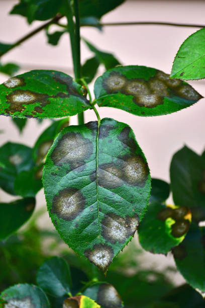 Rose plant fungal disease; close-up of an affected rose leaf un primer plano de una hoja de rosa afectada por la enfermedad de la mancha negra. esta es la enfermedad más grave de las rosas causadas por un hongo, diplocarpon rosae, que infecta las hojas y reduce en gran medida el vigor de las plantas.