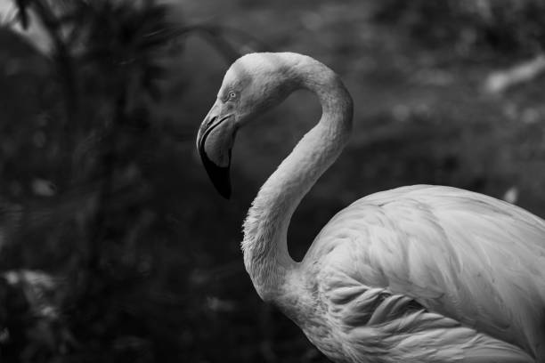 istock The elegant of Flamingo 1204989893