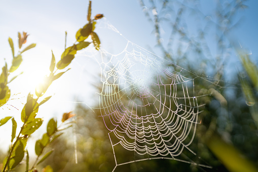 A black and white spiny spider in the center of it's spider web in the forest.