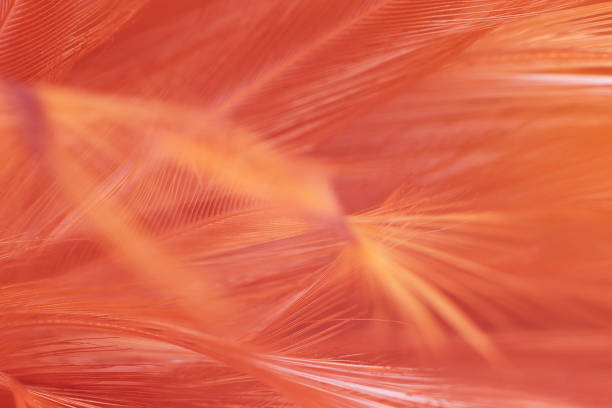 istock Beautiful orange-red colors tone feather texture background, trends color 1204990124