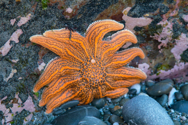 istock Orange start fish on sea rock 1204990828