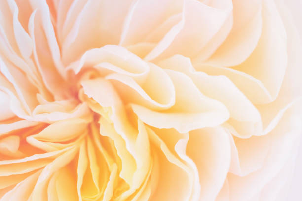 istock Beautiful rose flower close up abstract background 1204990866