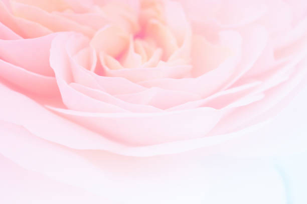 istock Beautiful rose flower close up abstract background 1204990868