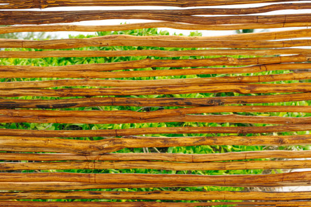 Pine stick texture. Wooden background of pines for design
