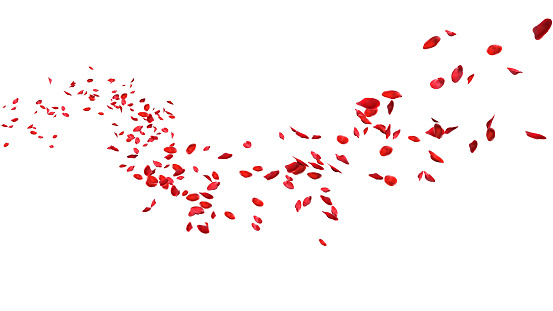 Red rose petals floating in curve flow path on a white background