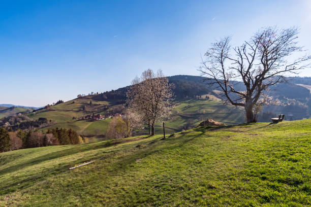 istock Hiking trail Belchensteig in the beautiful Black Forest 1204991201
