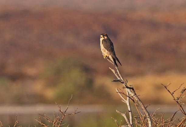 lanner falcon - lanner falcon - fotografias e filmes do acervo