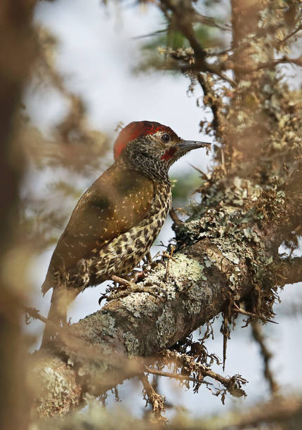 istock Knysna Woodpecker 1204991904