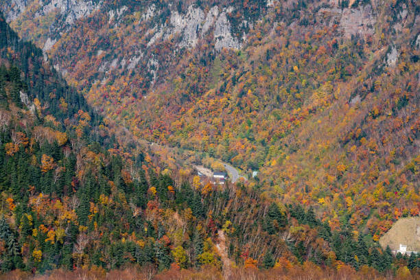 istock Beauty of forest jungle during falling season 1204991913