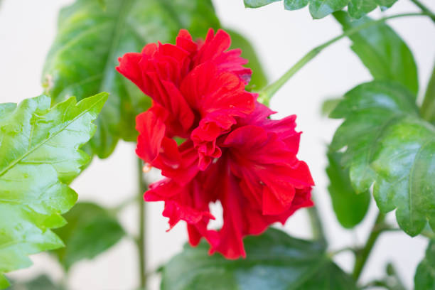 Red hibiscus flower in the garden