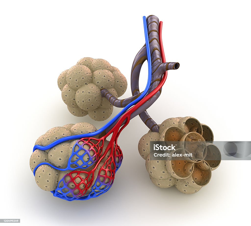 В альвеолах легких крови кислородом точки, - Стоковые фото Interalveolar Pore роялти-фри