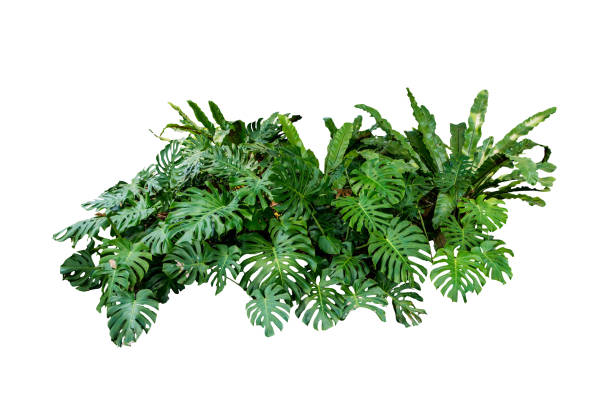 istock monstera jungle plant isolated include clipping path on white background 1204992992