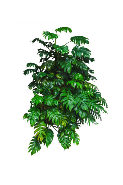 istock monstera jungle plant isolated include clipping path on white background 1204993377