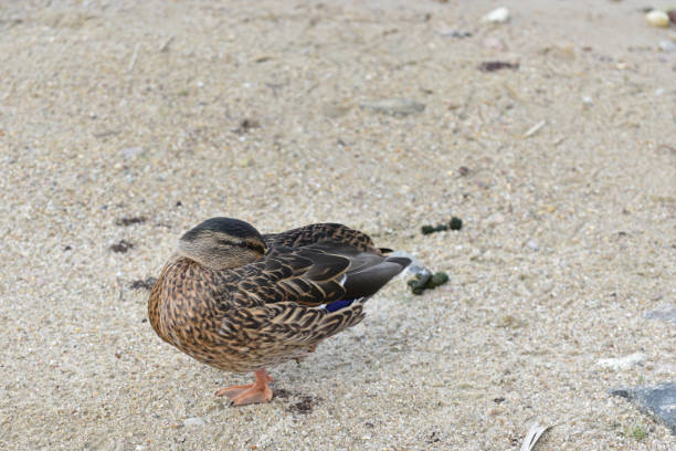 istock Wild duck on the river bank in summer 1204996543