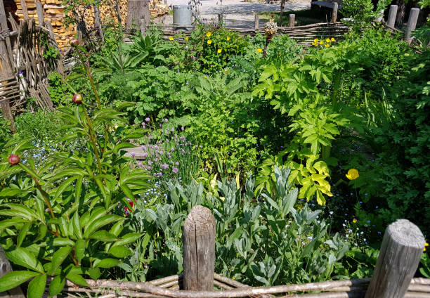istock Farmer's garden; herb garden, plants 1204997228