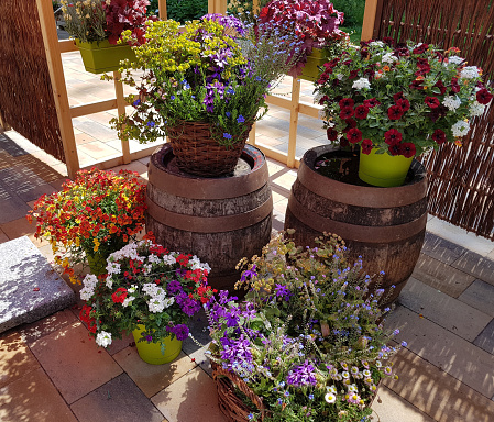 Container Gardening with Various Early Spring Flowers and Blossoms