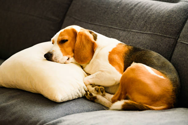 istock Beagle dog tired sleeps on a couch in funny position. 1204997651
