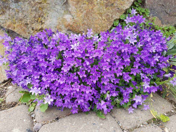 istock Campanula, portenschlagiana, blossom 1204997757