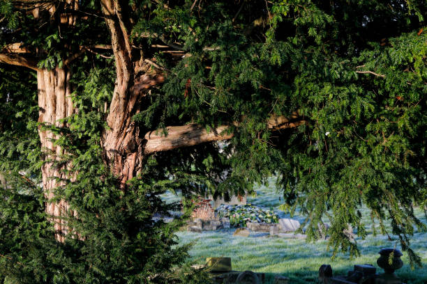 Typical reddish, peeling bark of a yew tree (Taxus baccata), with dark green leaves. Yew trees are common in English churchyards. They are poisonous to livestock, and the story is that they were planted in cemeteries so that there was wood available to make long bows for war.