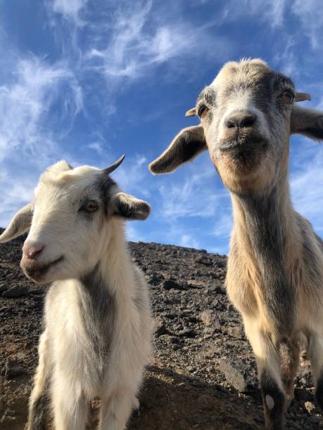 istock Two goats and the blue sky 1204998890