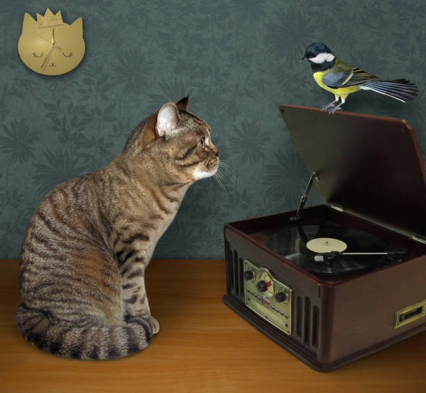 Cat with tit near record player