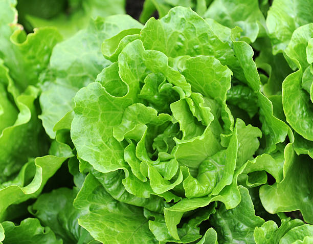 istock lettuce plant in field 120500047