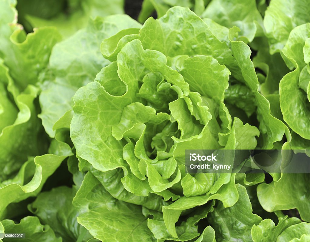 lettuce plant in field  Agricultural Field Stock Photo